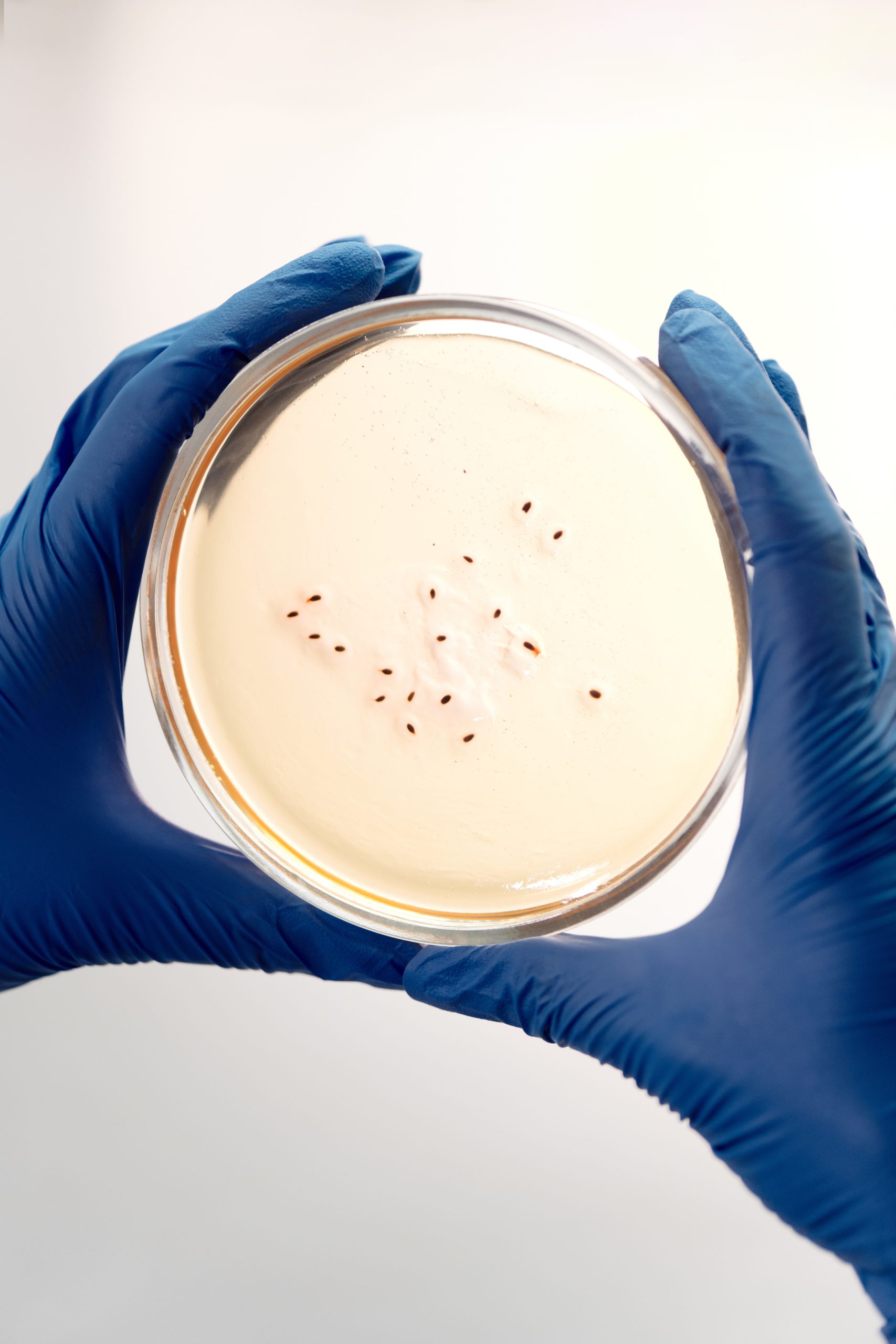 #catimg# Petri dish with bacteria Petri dish with bacteria