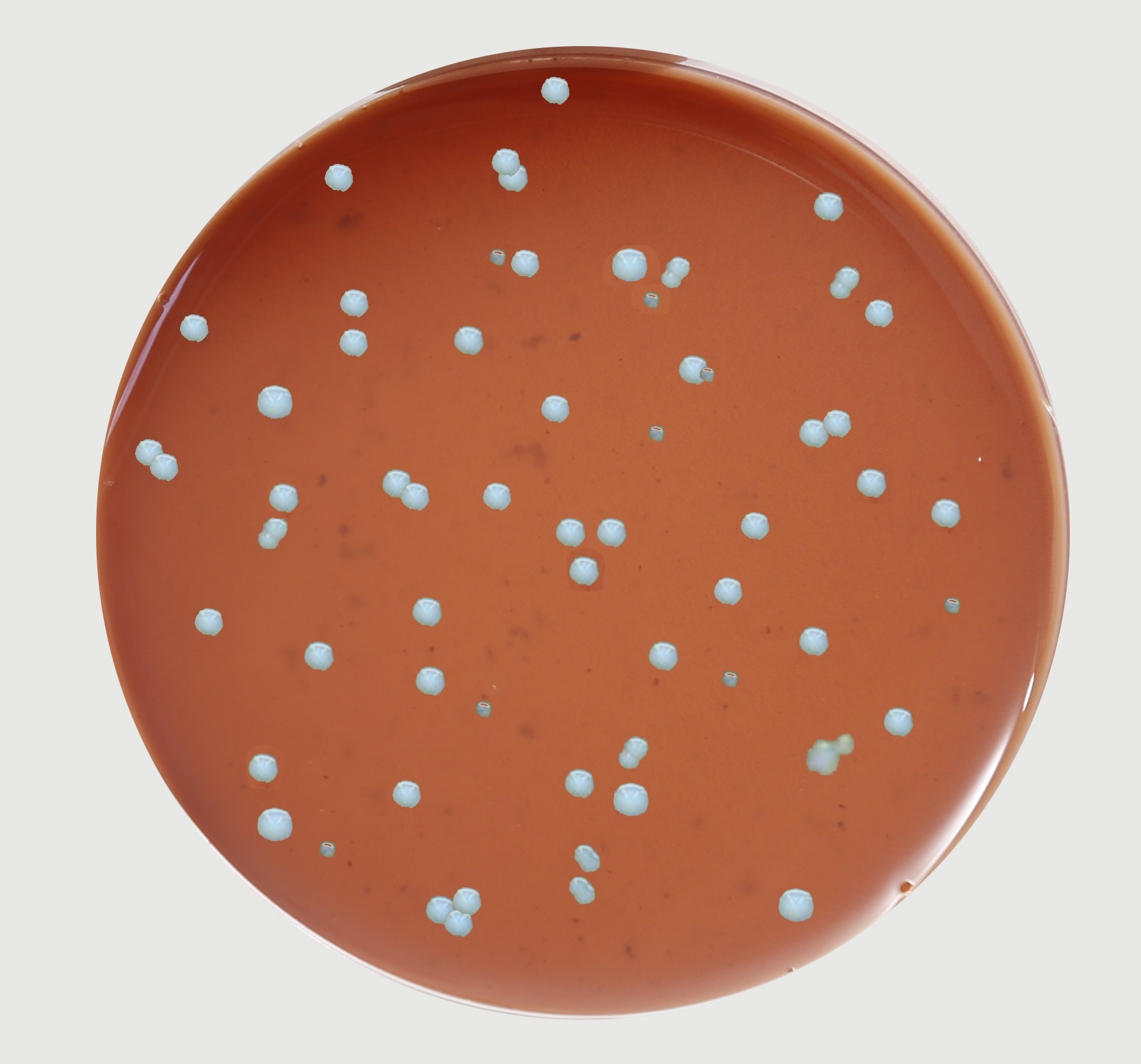 Cystine Heart Agar Base (M172) | used for cultivation of Francisella tularensis