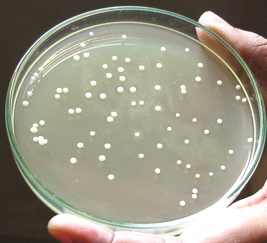 Kimmig Fungi Agar Base (M1232)