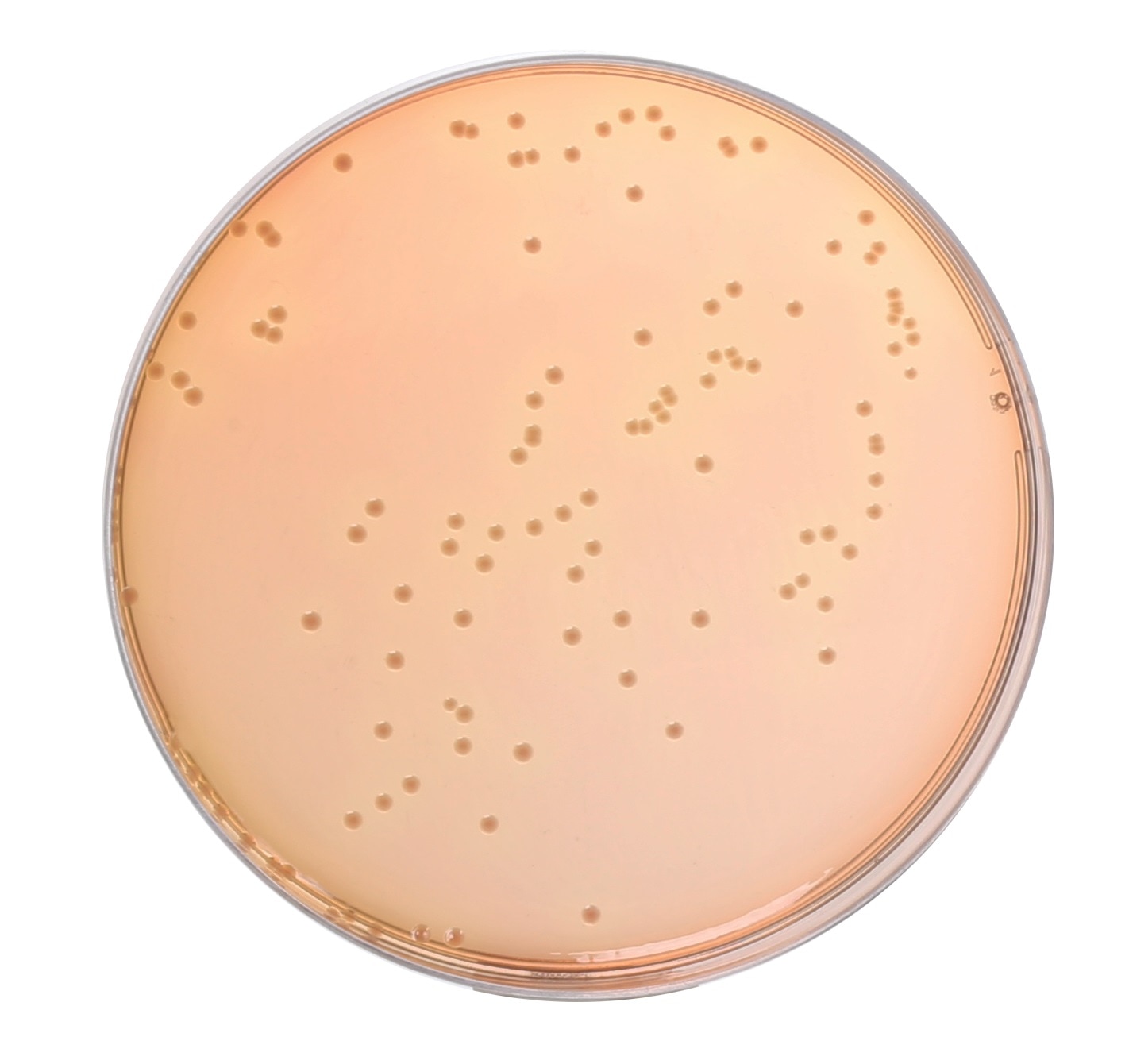 SS Agar (Salmonella Shigella Agar) Modified M1032